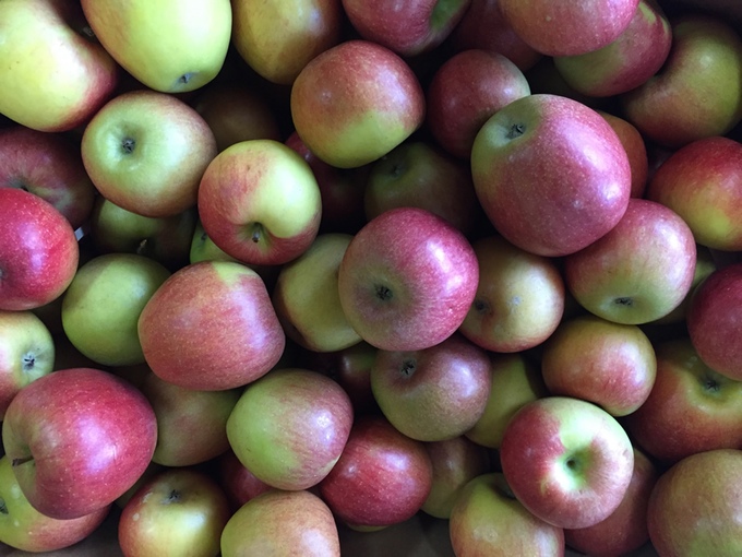 Only fresh grown Virginia apples used to make Coyote Hole Hard Cider.